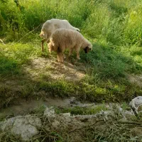 میشابره