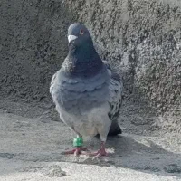 سه عدد کبوتر مسافتی دو عدد ماده و یک عدد نر