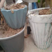 تعدادی گلدان سالم سرامیکی و لاکی زیبا|گل و گیاه طبیعی|اهواز, فاز ۲ پادادشهر|دیوار