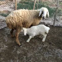 میش داشتی و بره دار