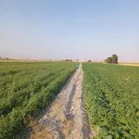 زمین-کشاورزی