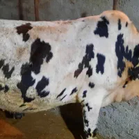 فروش گاو جنگلی آبستن