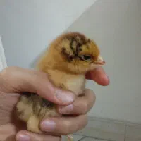 جوجه محلی دست آموز