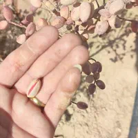 فروش باغ شاهین شهر یا تهاتر با کامیون|فروش زمین و ملک کلنگی|شاهین‌شهر, گرگاب|دیوار