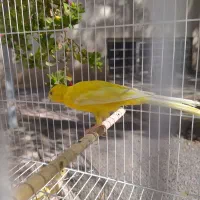 قناری نر قرص زرد رسمی بلند|پرنده|اسلامشهر, شهرک سعیدیه|دیوار