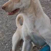 سگ پاکوتاه|سگ|قائن, |دیوار