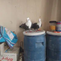 فروش کبوتر
