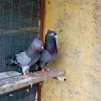 یه جفت سبز ابادانی