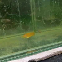 مولی پرتقالی پانداطلایی نقره ای(همه رنگ)