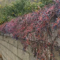 اوستا کار هستم. صفر تا صد ساختمان رو انجام میدم