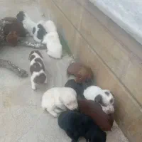 دنبلانی تول|سگ|کلاله, |دیوار