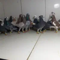 دسته ۲۵تایی ماده پرشی