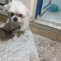 سگ‌پاکوتاه‌.یکونیم‌تومن