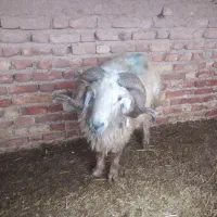 بره نر|حیوانات مزرعه|سیدان, |دیوار