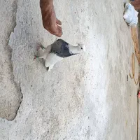 طوقی الماسی