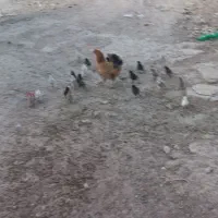 مرغ و جوجه|حیوانات مزرعه|دالاهو, |دیوار