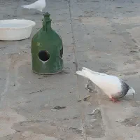 گمشده طوقی|حیوانات|اسلام‌‌آباد غرب, |دیوار