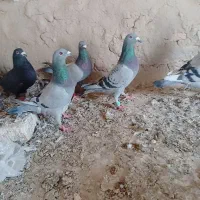 قفس کبوترکفترمسافتی شهرستانی