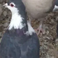 گمشده کفتر سیندق ماده|حیوانات|رفسنجان, |دیوار