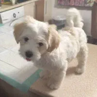 واگذاری سگ شیتزو