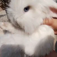 خرگوش خانگی نزاد لوپ