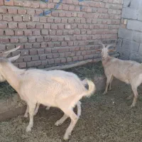 بز سانن|حیوانات مزرعه|یزدان شهر, |دیوار