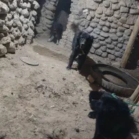 سگه گله