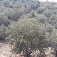 آدرس گیلان لوشان وستای برند زیر بیورزین|فروش زمین و ملک کلنگی|لوشان, |دیوار