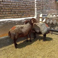 میش