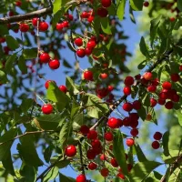 نهالستان انواع رقم های اقتصادی و پربار|خدمات باغبانی و درختکاری|میانه, |دیوار