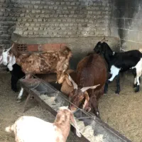 بز بزغاله دار