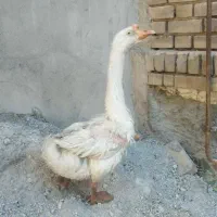قوغازاوکراینی