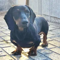 سگ گمشده|حیوانات|حسین آباد, |دیوار