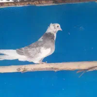 کفتر ماده جوجه|پرنده|قم, زند آباد|دیوار