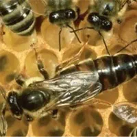 ملکه زنبور کندو عسل کارنیکا،چینی،ایتالیایی