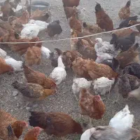 مرغ