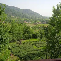 اجاره ویلاباچشم انداز زیبا روبه باغ چای و جنگل