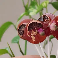 نبات داغ گیاهی