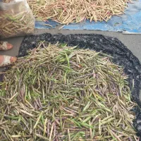 باقالی تازه