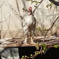 فروش مرغ و خروس لاری