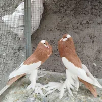 بادکنکی ماهرو|پرنده|اصفهان, ارغوانیه|دیوار