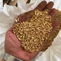 جو- گندم نونی و حیوونی