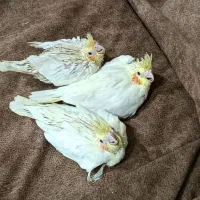 جوجه عروس لوتینو سرلاکی