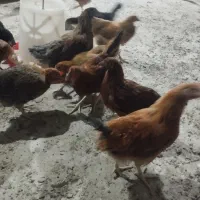 فروش مرغ وجوجه وبلدرچین وبوقلمون|حیوانات مزرعه|زرقان, |دیوار