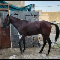 اسب|اسب و تجهیزات اسب‌سواری|شیراز, حومه شیراز|دیوار