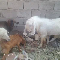 دو عدد نری  چاق و سر حال  برا داشت و کشتن.|حیوانات مزرعه|بم, |دیوار