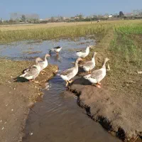 سلام ۶عددغازجوان سالم پرگوشت