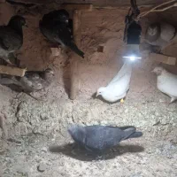 کبوتر|پرنده|سبزوار, کهنه آب|دیوار