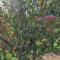 باسلام‌هرس‌درختان‌بصورته‌حرفه‌‌ایی‌درخدمت‌هنشهریا‌|خدمات باغبانی و درختکاری|قزوین, |دیوار