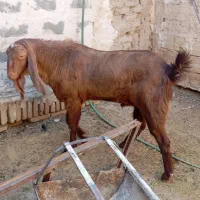 نری پاکستانی و الپاین|حیوانات مزرعه|میبد, |دیوار